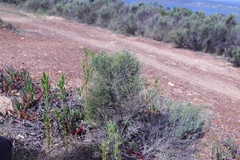 Dicerothamnus rhinocerotis