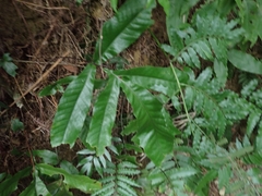 Tectaria harlandii