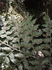 Asplenium squamosum image