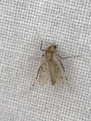 Chaoborus punctipennis