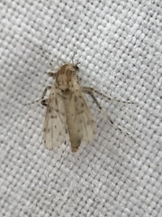 Chaoborus punctipennis