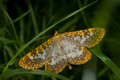 Obeidia gigantearia
