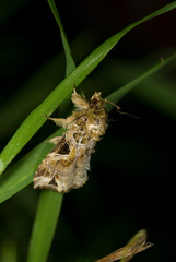 Callopistria phaeogona