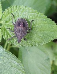 Brochymena