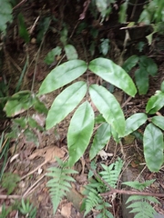 Diplazium donianum