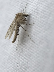 Chaoborus punctipennis