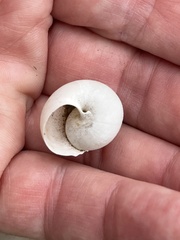 Helminthoglypta tudiculata