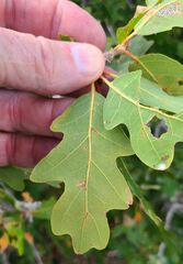 Quercus gambelii