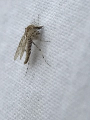 Chaoborus punctipennis