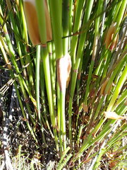 Elegia thyrsoidea