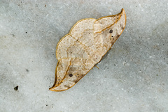 Drepana pallida nigromaculata