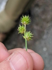 Carex normalis