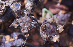 Lampranthus debilis
