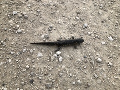 Ambystoma tigrinum