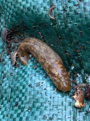Limacus