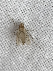 Chaoborus punctipennis