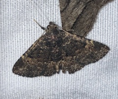 Metalectra diabolica