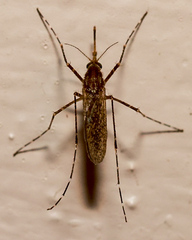 Mansonia uniformis