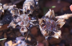 Lampranthus debilis