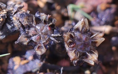 Lampranthus debilis