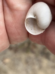 Helminthoglypta tudiculata