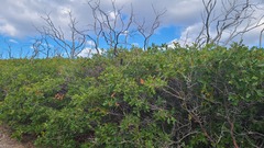 Quercus gambelii