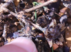 Lampranthus debilis