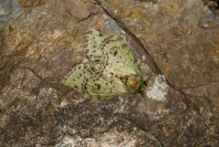 Benbowia takamukuanus