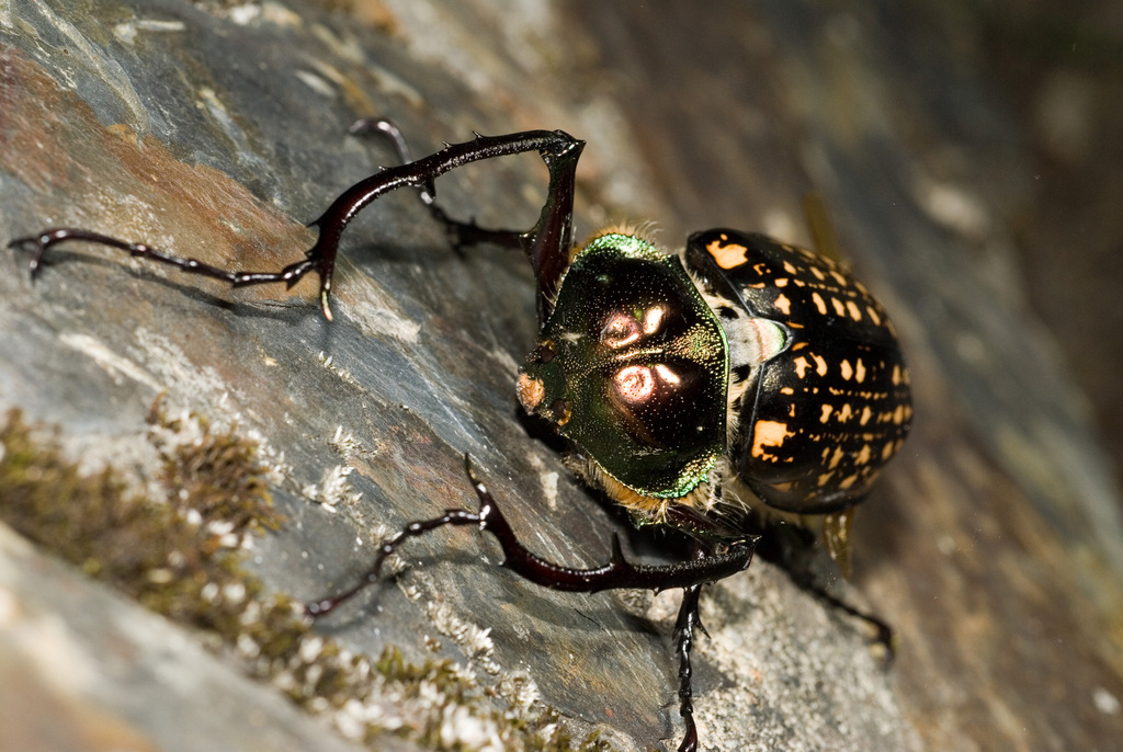 Long-armed Scarabs