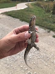 Ambystoma tigrinum