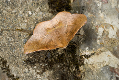 Garaeus apicata