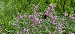Bombus argillaceus