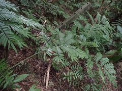 Angiopteris lygodiifolia