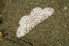 Antipercnia cordiforma