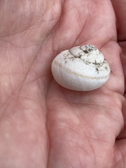 Helminthoglypta tudiculata