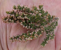 Erica hispidula