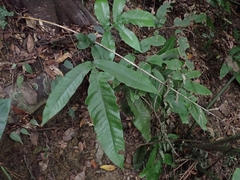 Tectaria harlandii