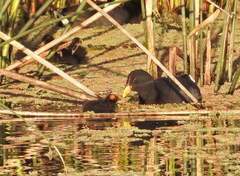 Fulica rufifrons
