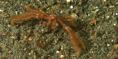 Oncinopus