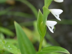 Habenaria heyneana