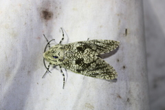 Prionoxystus robiniae