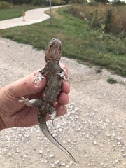 Ambystoma tigrinum