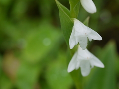 Habenaria heyneana