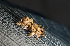 Callopistria repleta