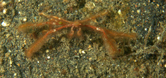 Oncinopus