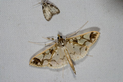 Polythlipta divaricata