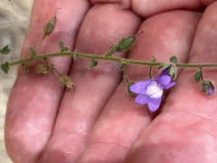 Sairocarpus nuttallianus