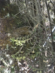 Fernandezia