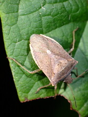 Euschistus variolarius
