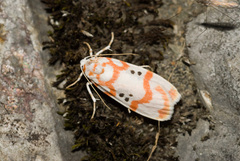 Cyana formosana